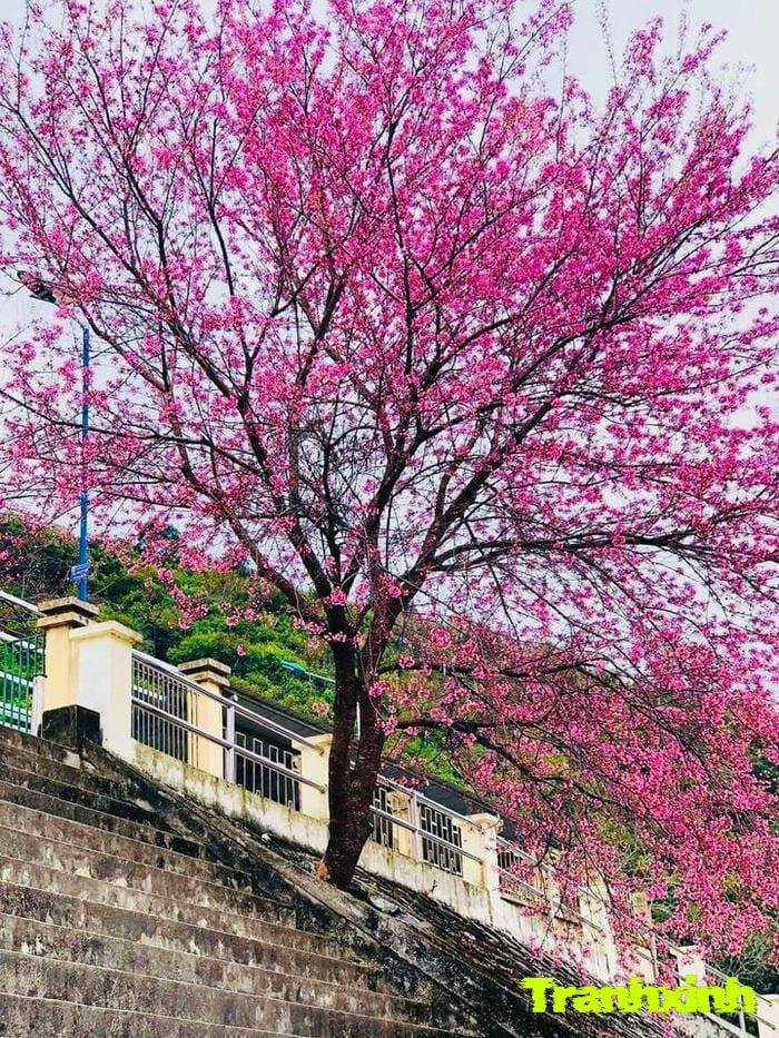 hoa anh đào và con đường