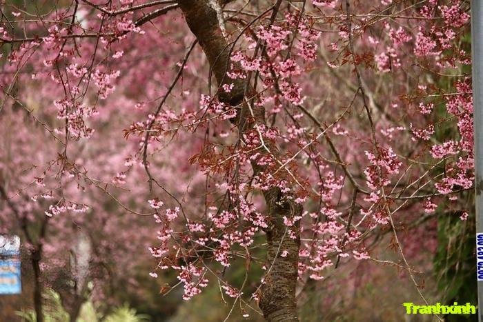 hoa anh đào và sự thanh khiết