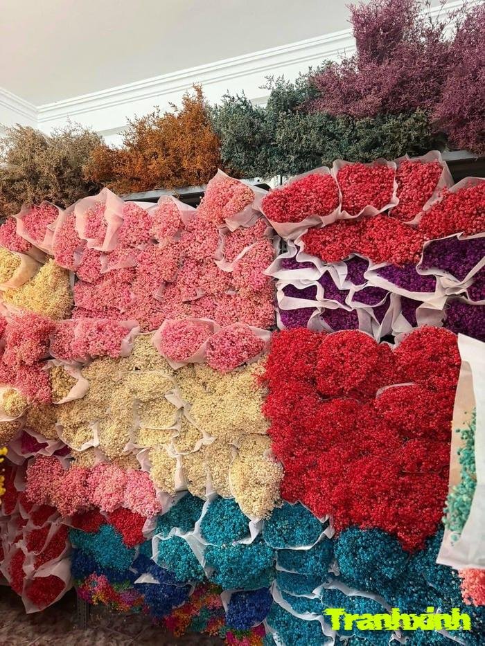 hoa baby cho background