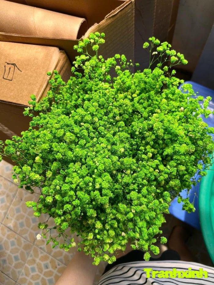 hoa baby cho bó hoa