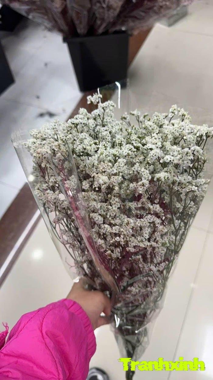 hoa baby lãng mạn