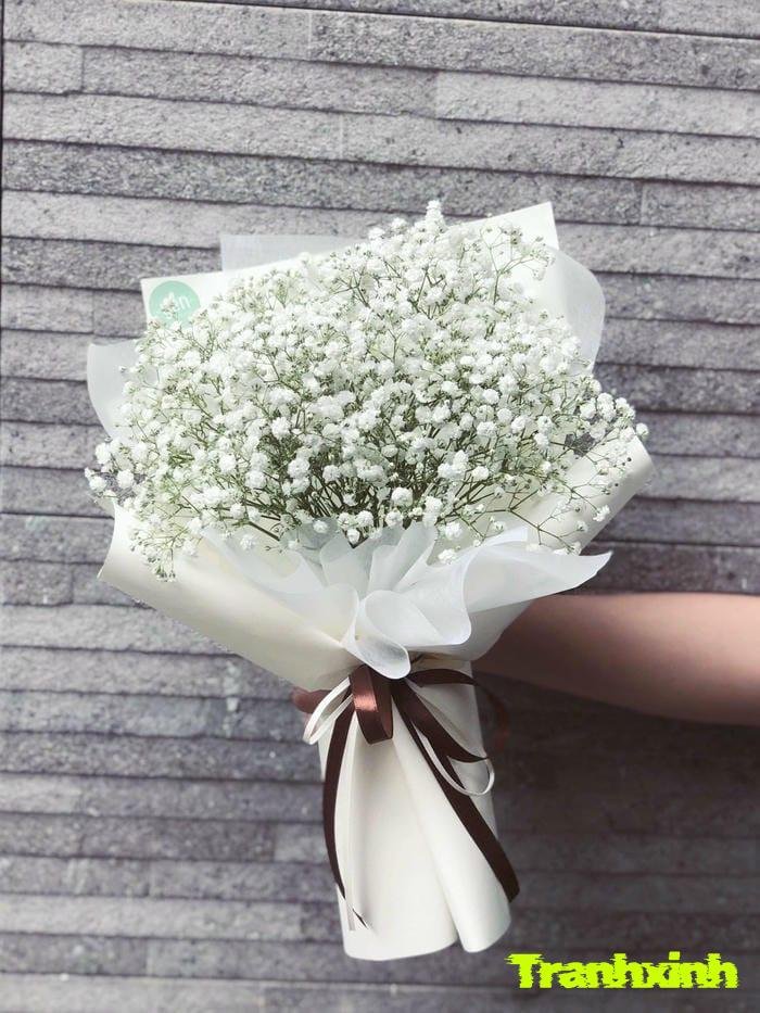 hoa baby màu trắng