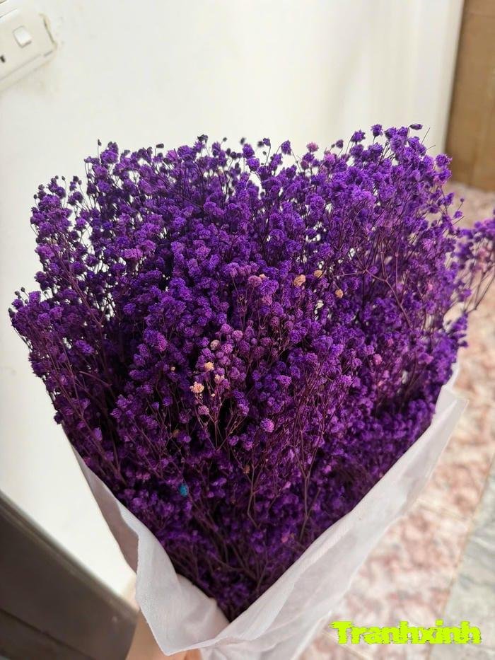 hoa baby thuần khiết