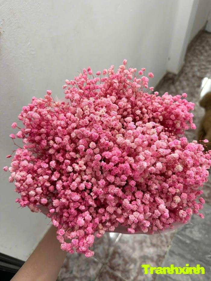 hoa baby tình yêu vĩnh cửu