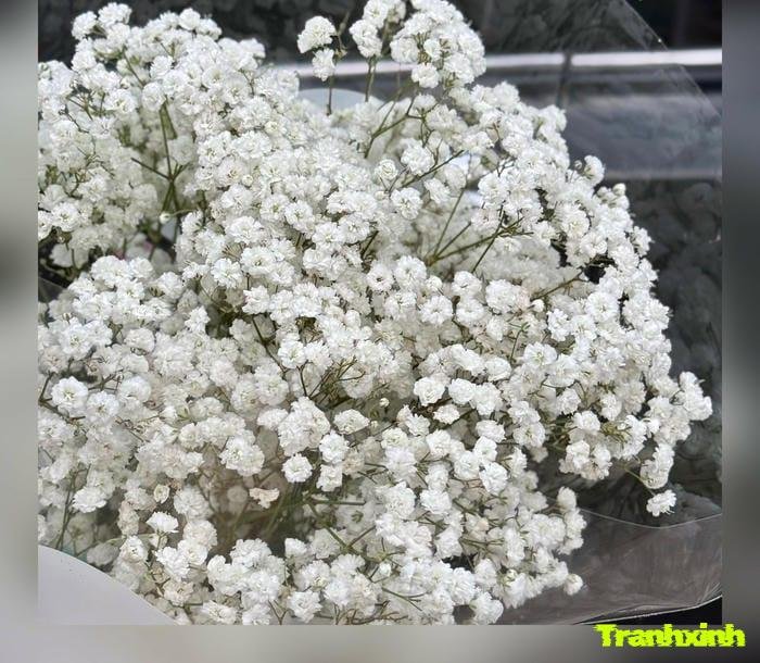 hoa baby và sự kết hợp