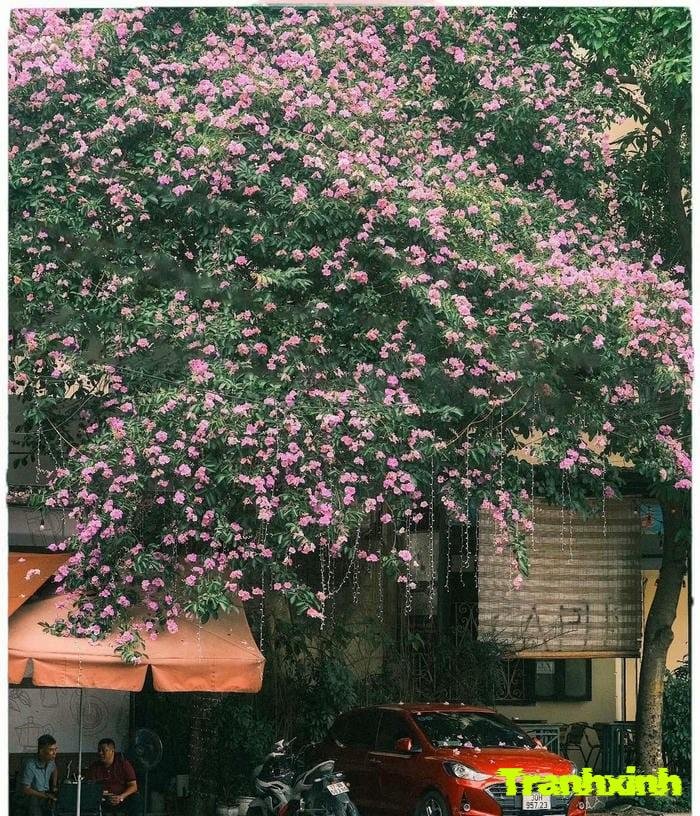 hoa bằng lăng cho background