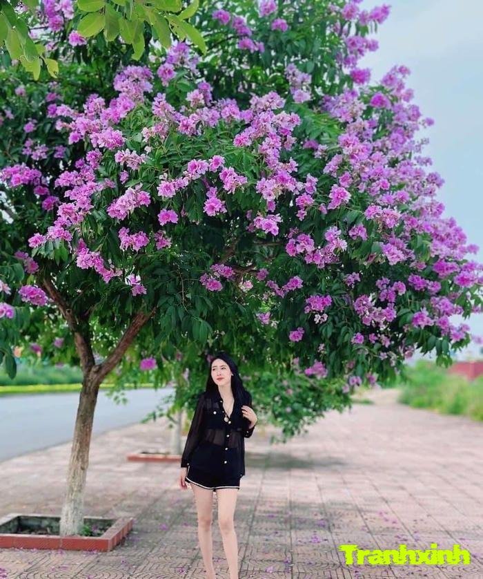 hoa bằng lăng học trò