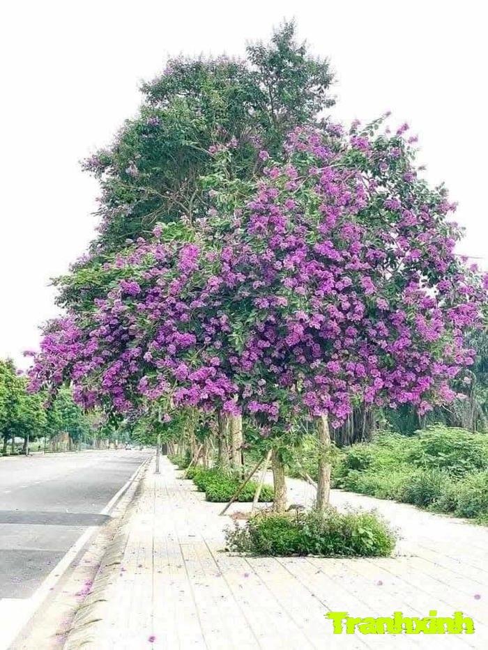 hoa bằng lăng kiểu vintage