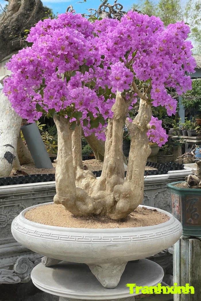 hoa bằng lăng lãng mạn