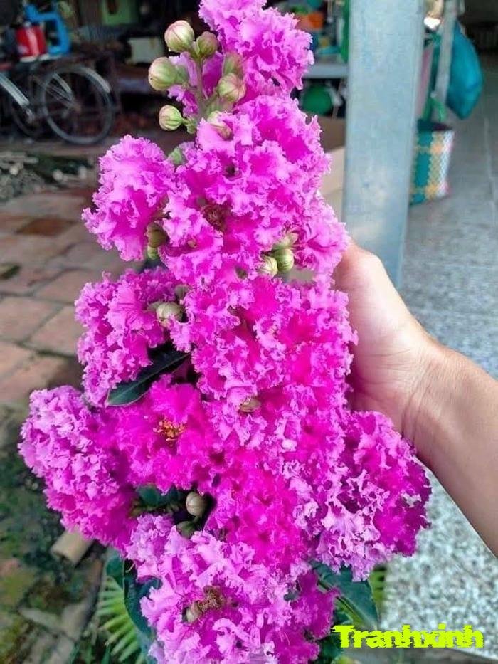 hoa bằng lăng màu hồng