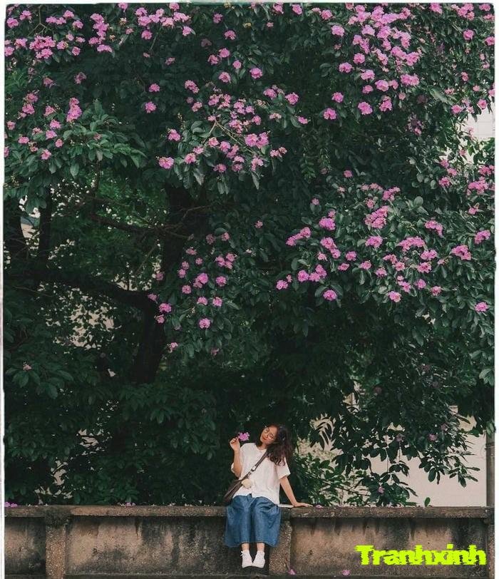 hoa bằng lăng mùa hè