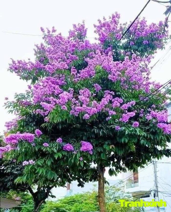 hoa bằng lăng thẩm mỹ