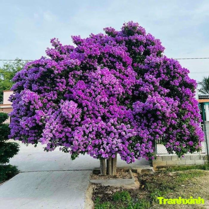 hoa bằng lăng trong vườn