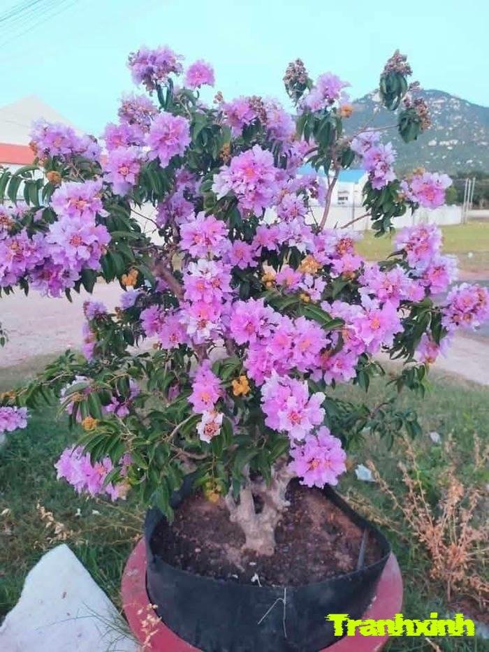 hoa bằng lăng và nắng