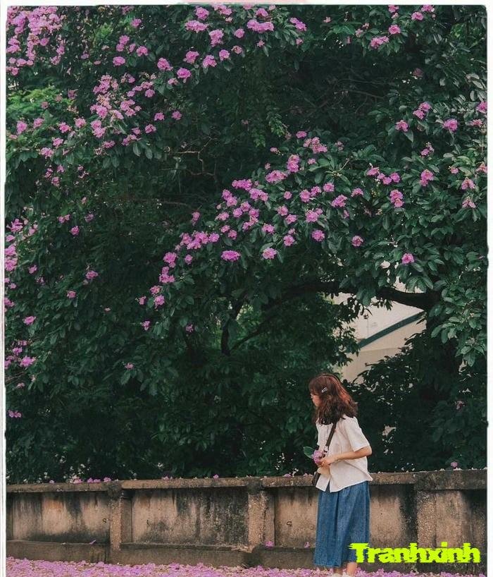 hoa bằng lăng và nỗi buồn