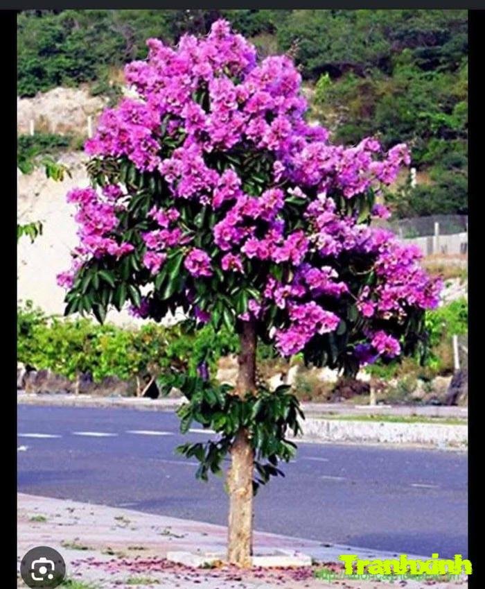 hoa bằng lăng và tình yêu