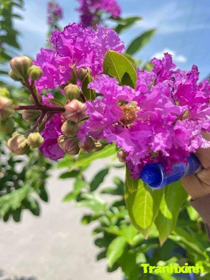 hoa bằng lăng và tuổi thơ