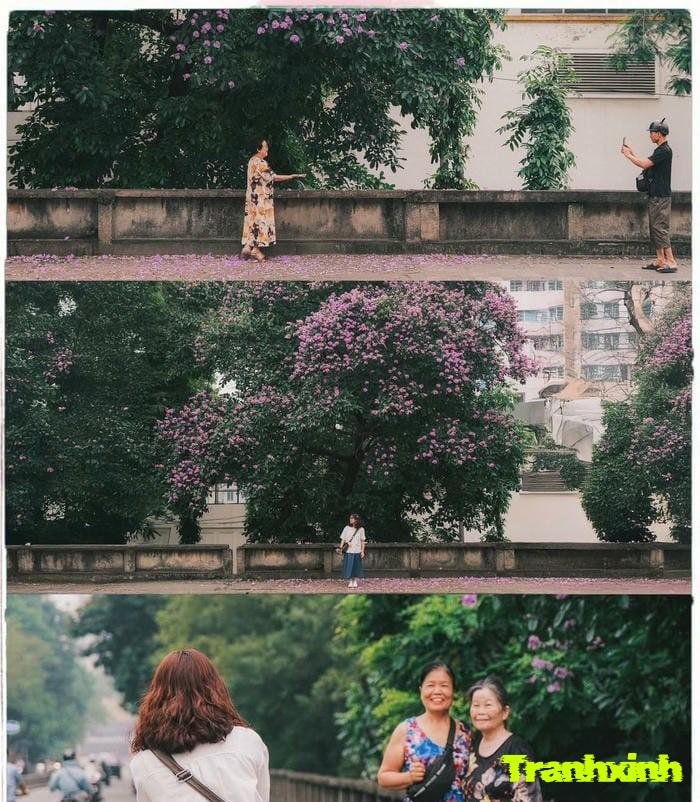 hoa bằng lăng việt nam