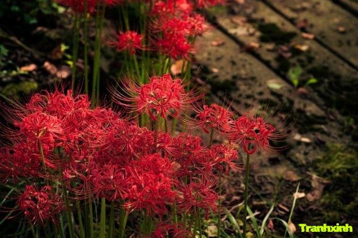 hoa bỉ ngạn buồn và sự tiếc nuối