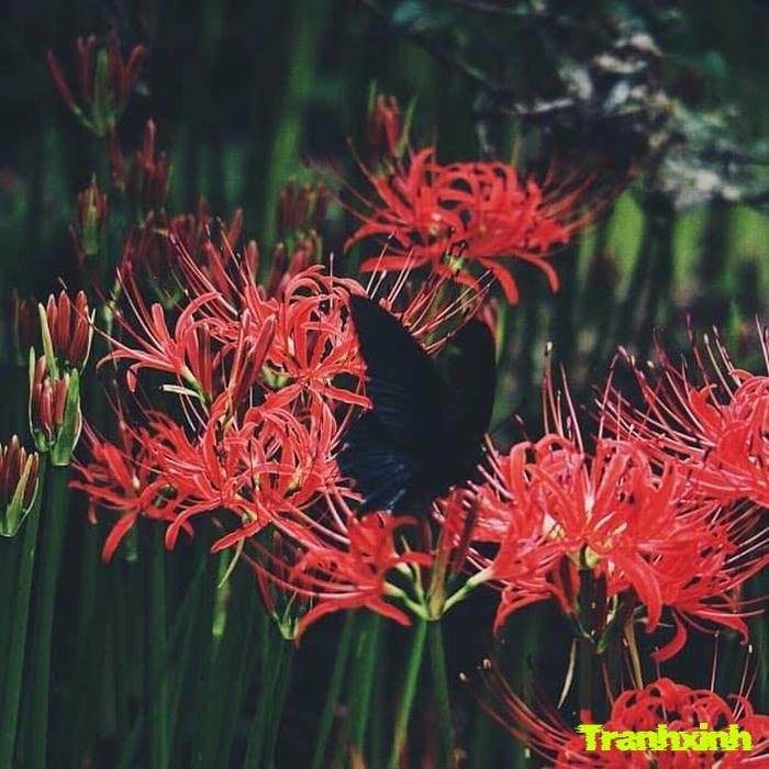 hoa bỉ ngạn chia ly