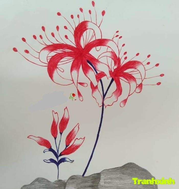 hoa bỉ ngạn cho hình xăm