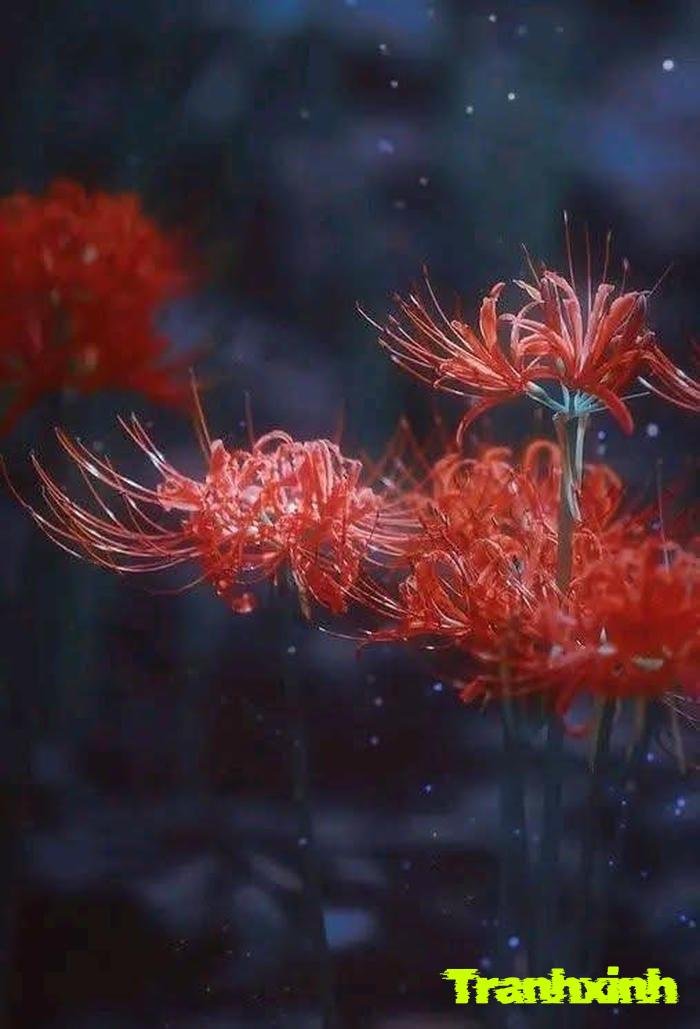 hoa bỉ ngạn huyền bí