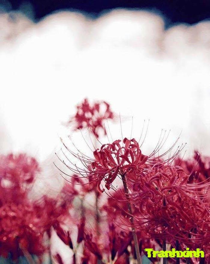 hoa bỉ ngạn không lá