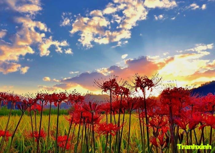 hoa bỉ ngạn kiểu vintage