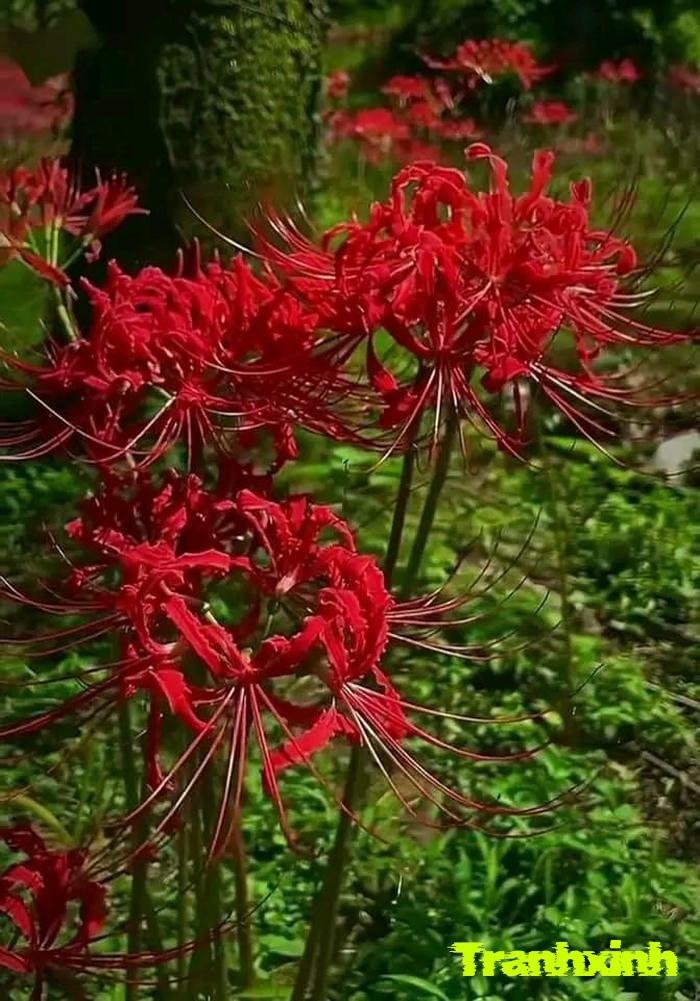 hoa bỉ ngạn nở về đêm