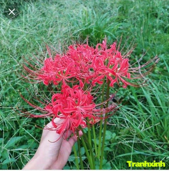 hoa bỉ ngạn và cánh hoa