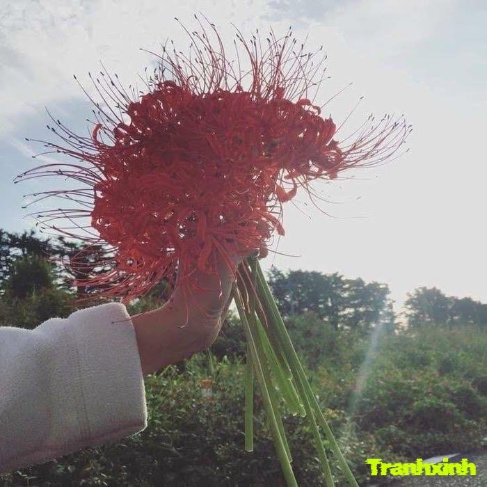 hoa bỉ ngạn và hồi ức