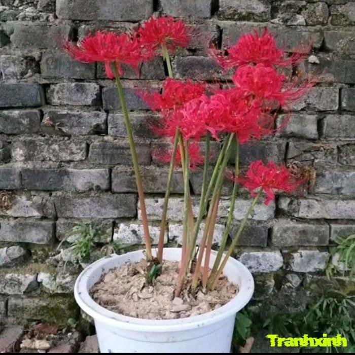 hoa bỉ ngạn và sự chờ đợi