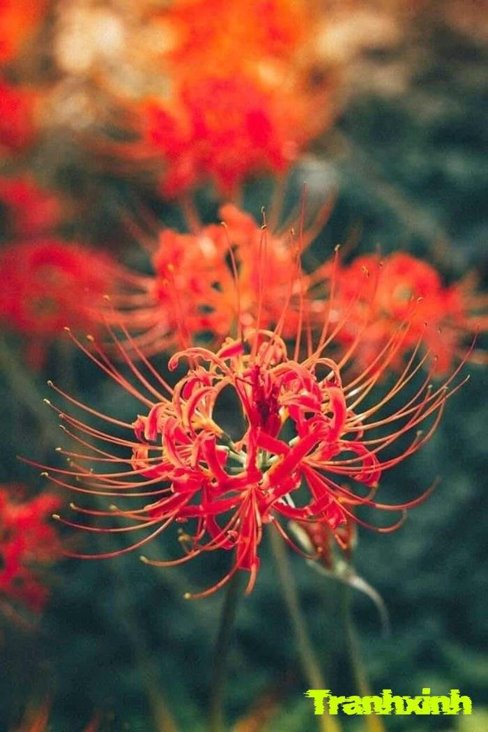 hoa bỉ ngạn với màu đỏ