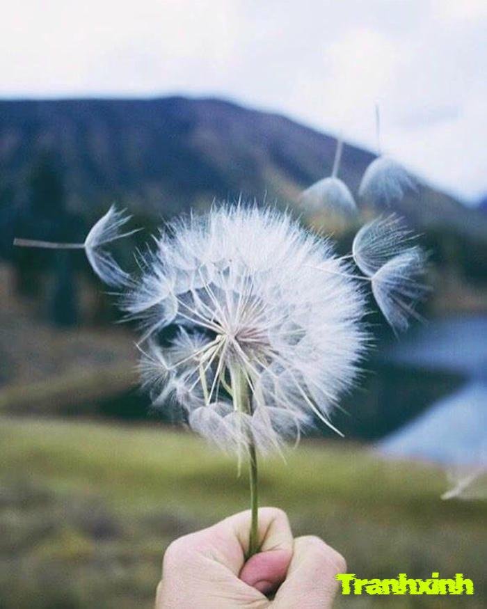 hoa bồ công anh mỏng manh