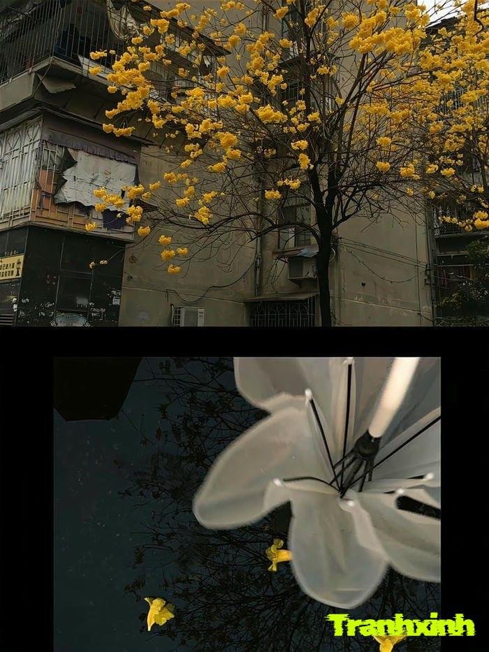 hoa buồn kiểu tối giản