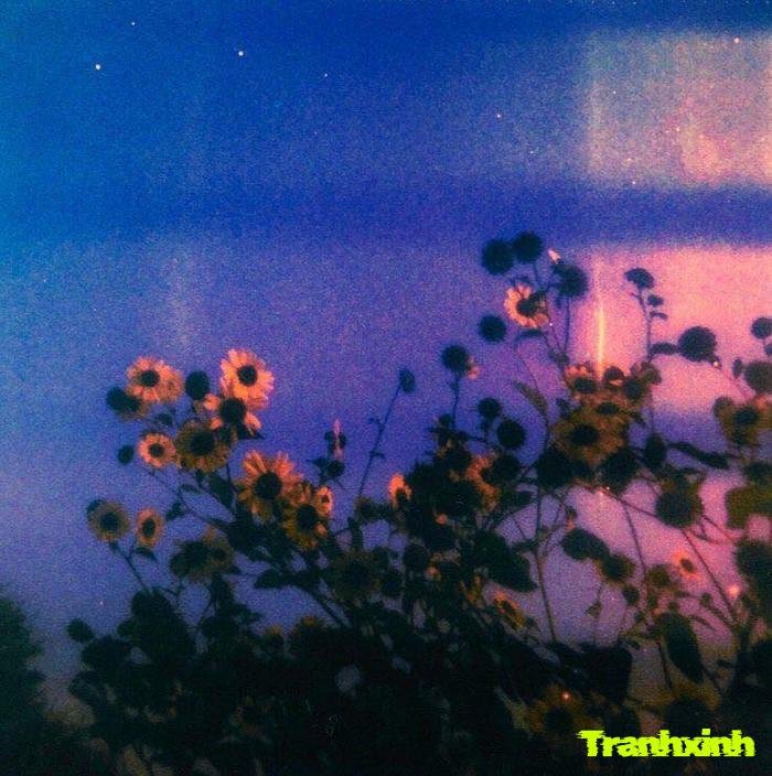 hoa buồn và mùa đông