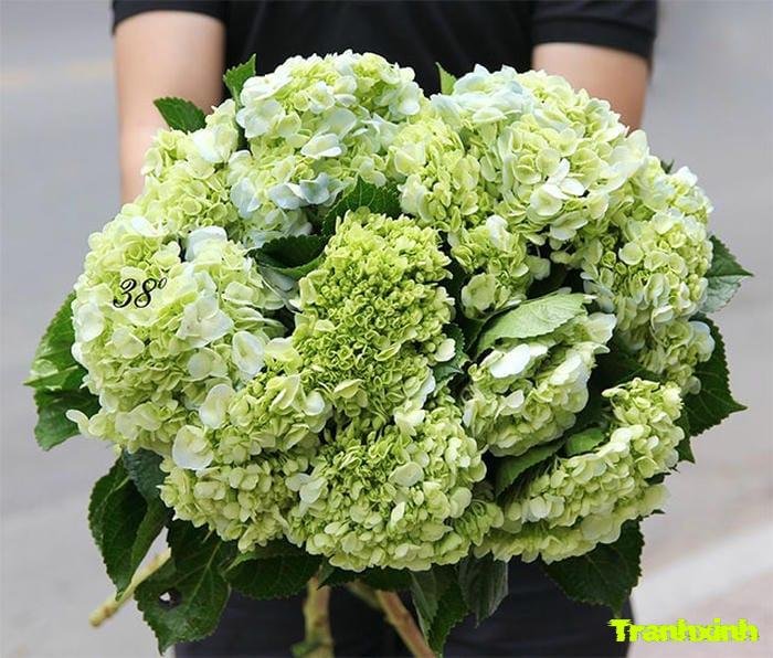 hoa cẩm tú cầu cho bó hoa