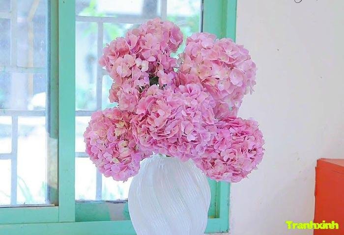 hoa cẩm tú cầu cho ngày lễ