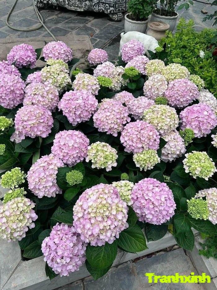 hoa cẩm tú cầu đơn giản