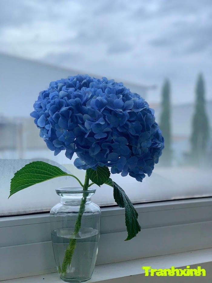 hoa cẩm tú cầu đơn sắc