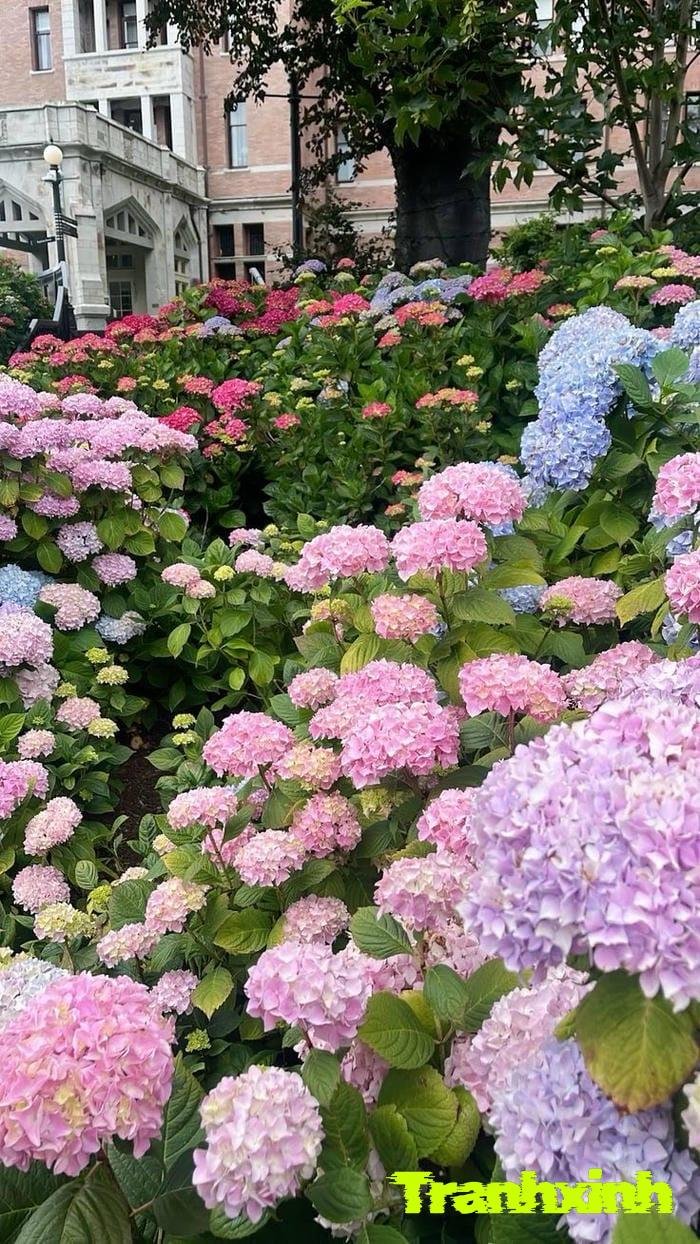 hoa cẩm tú cầu màu hồng