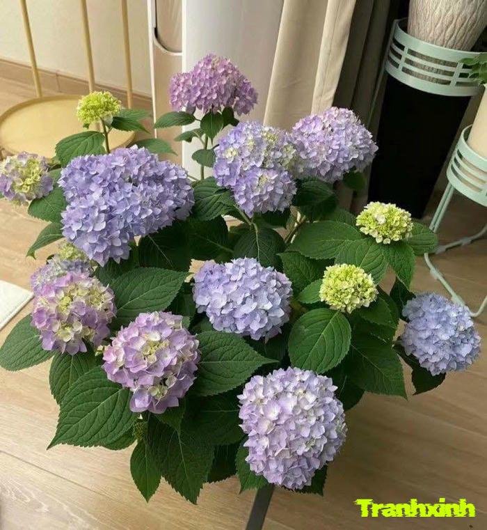 hoa cẩm tú cầu trang trí