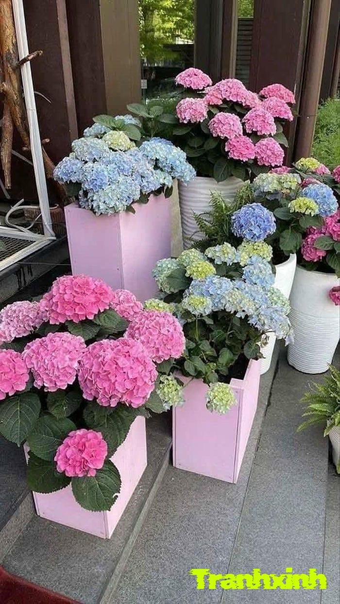 hoa cẩm tú cầu tươi