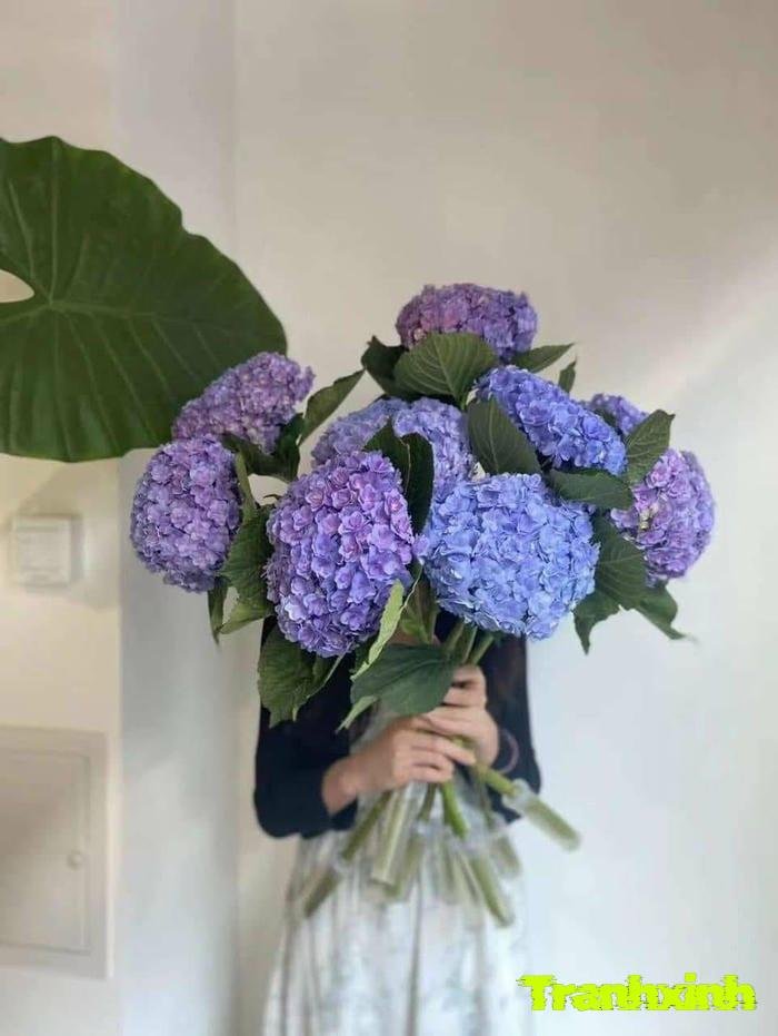 hoa cẩm tú cầu và ánh nắng