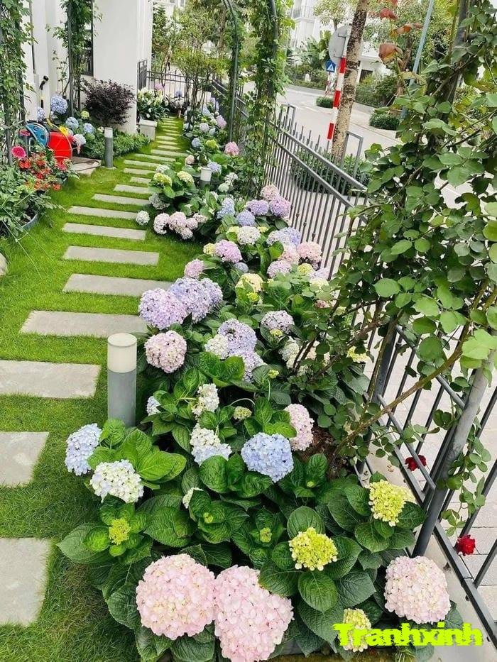 hoa cẩm tú cầu và lá