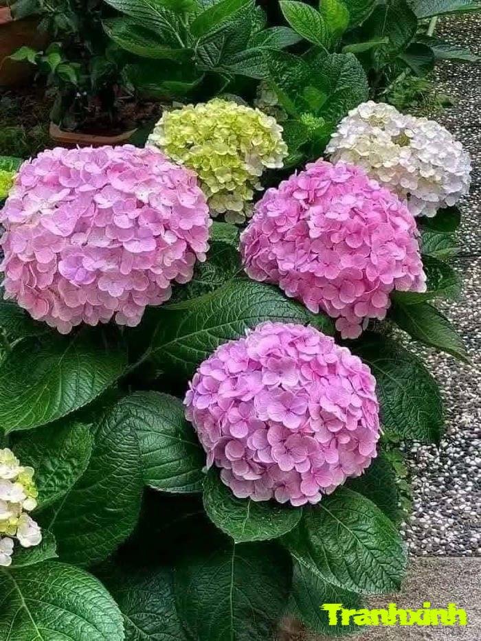 hoa cẩm tú cầu và sự biết ơn