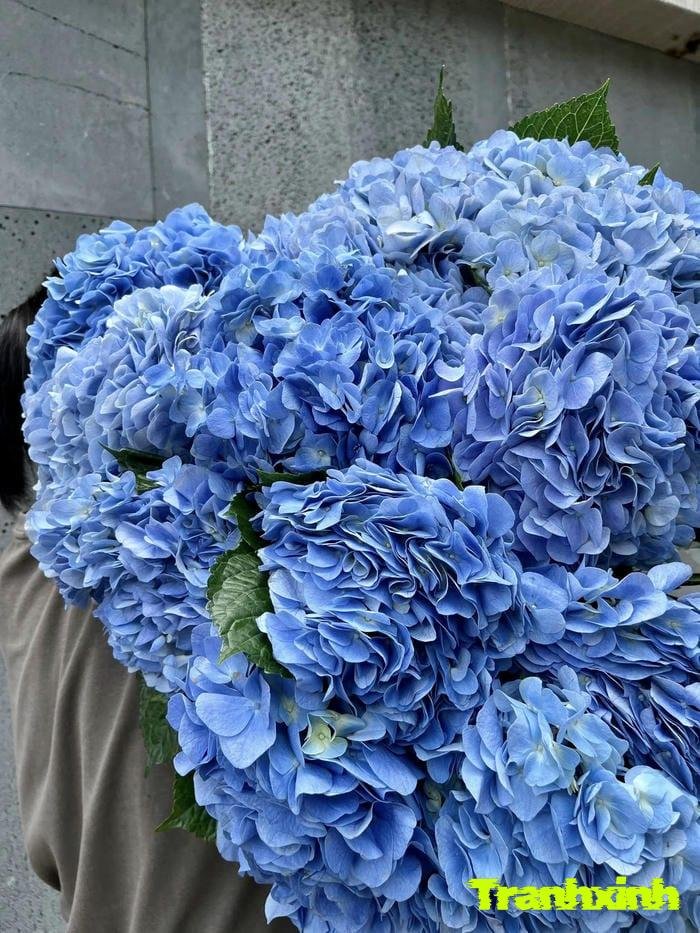 hoa cẩm tú cầu xanh biếc