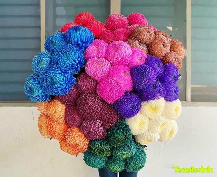 hoa cúc cho background