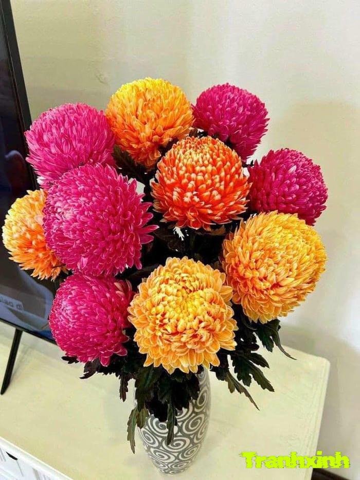 hoa cúc cho ngày tết