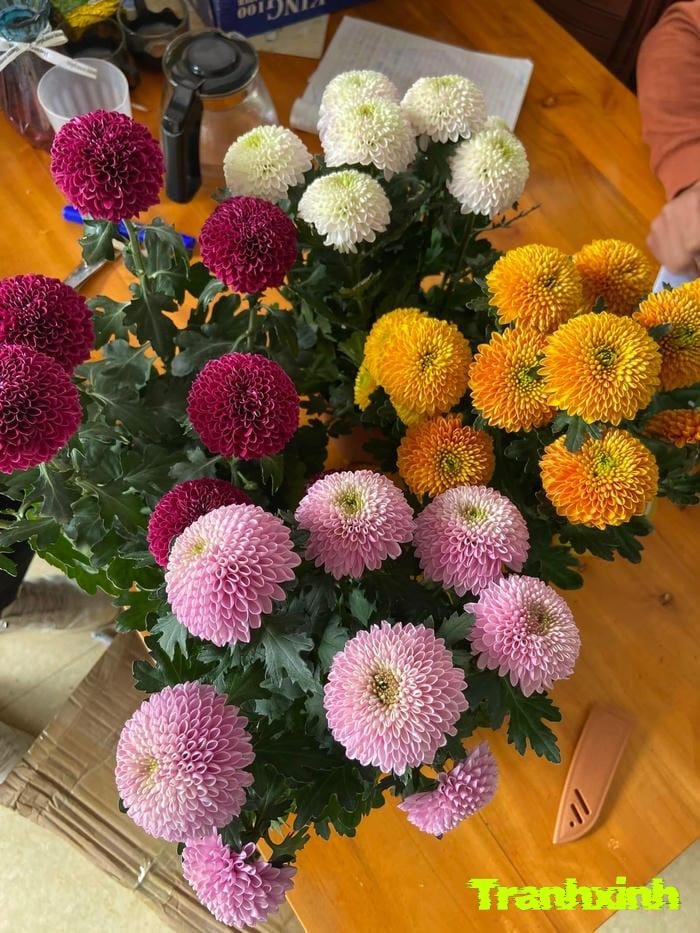 hoa cúc thẩm mỹ